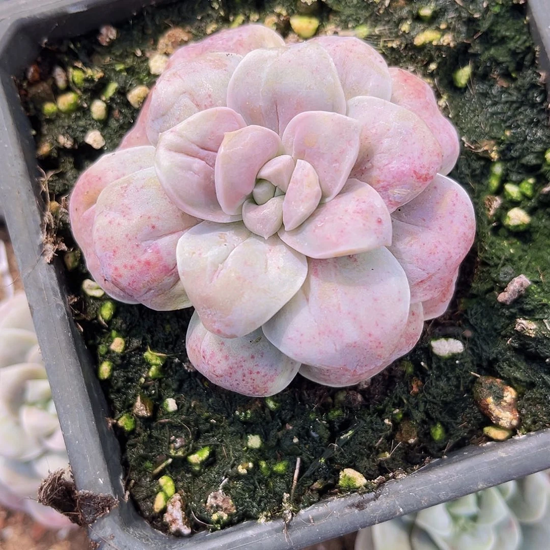 8公分山茶花999999999