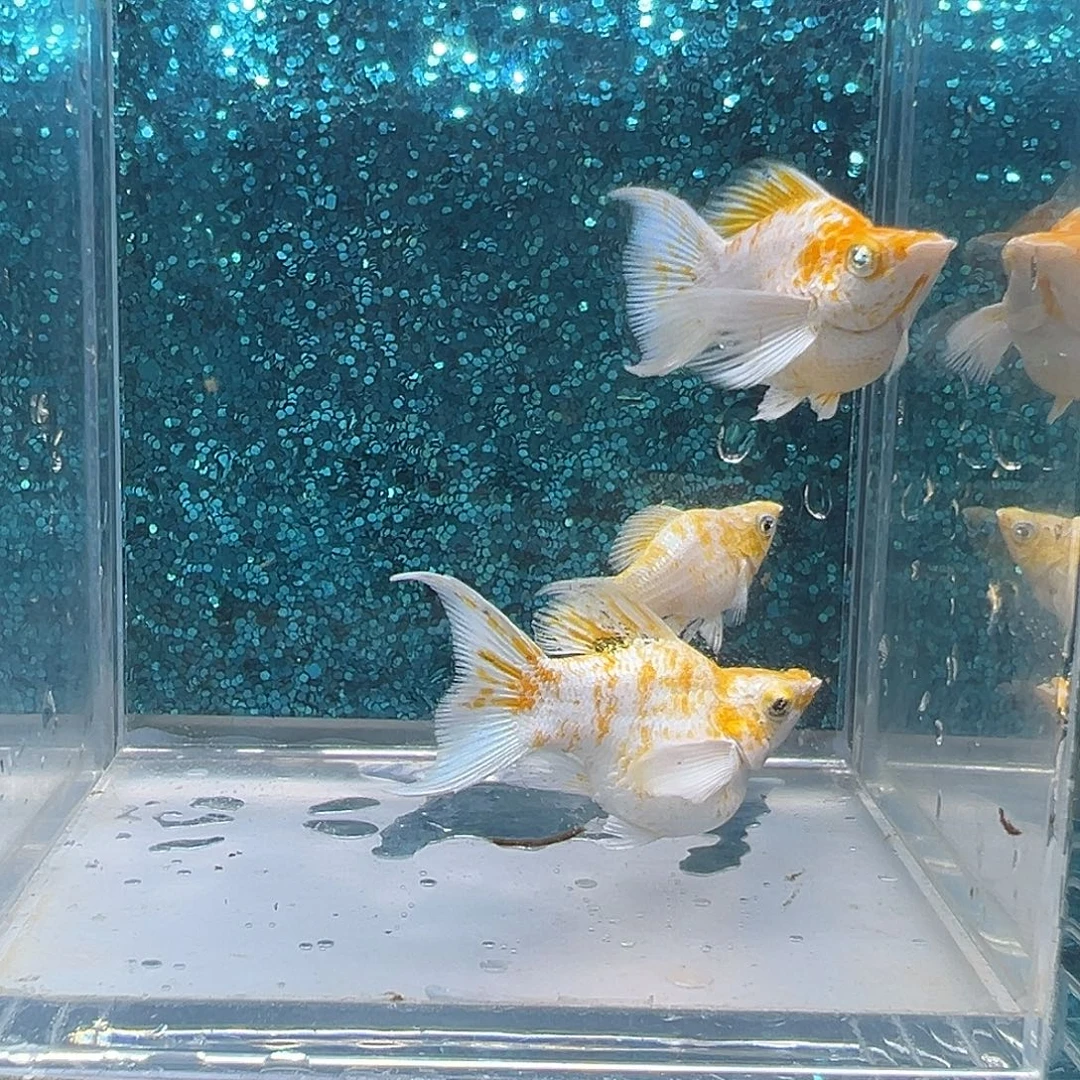 孔雀鱼樱花玛丽3条00072