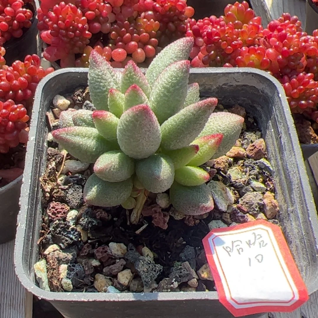 多肉植物多肉植物