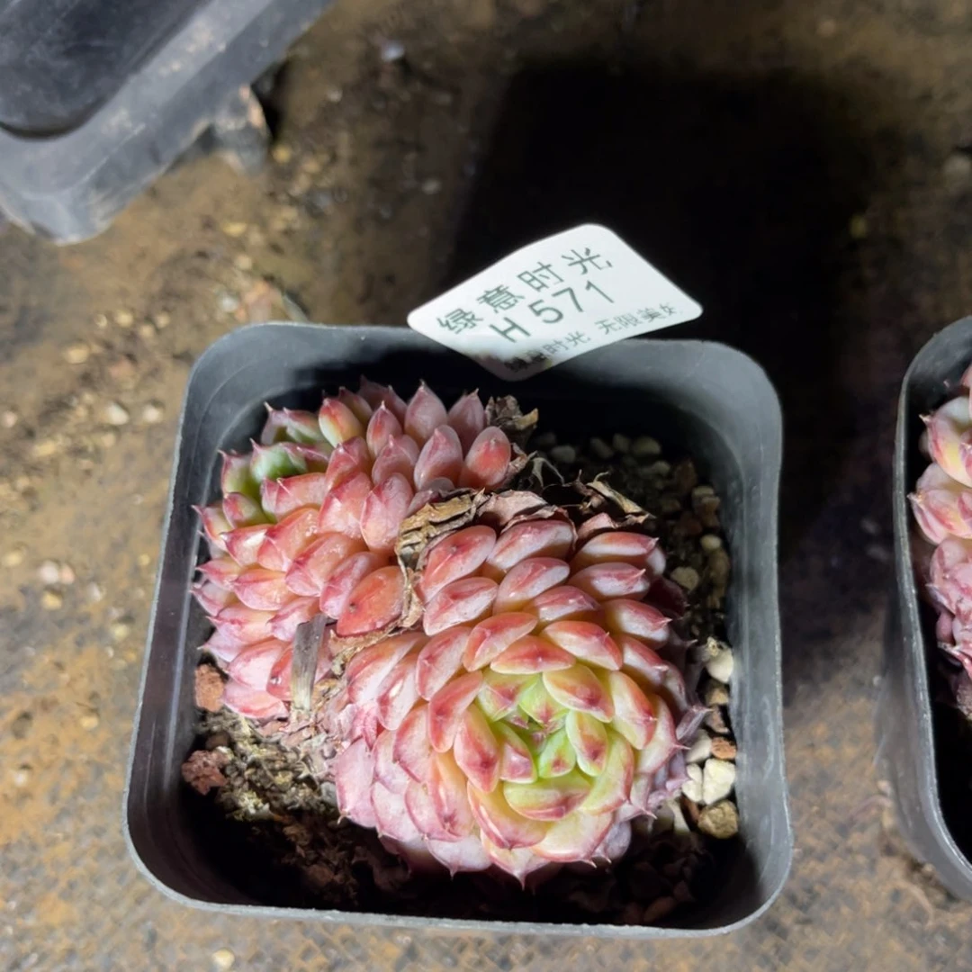 紫*571 带陶瓷盆发货 满28包邮