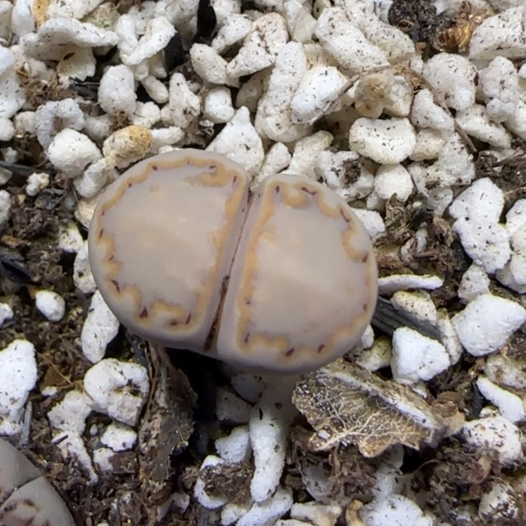 7.21。   217饼干。   9074高