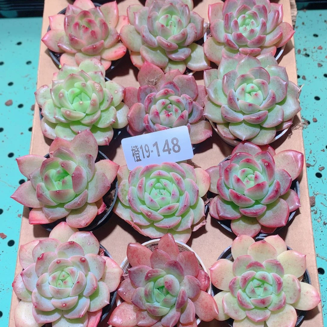 19-148一物一拍多肉带盆18颗