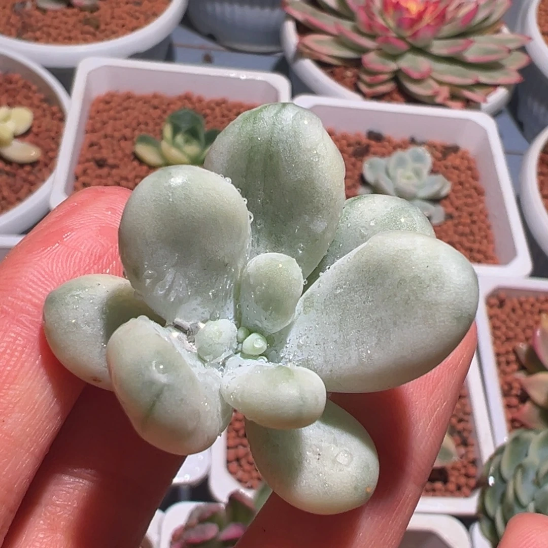 正版马卡龙锦，覆轮锦砍头