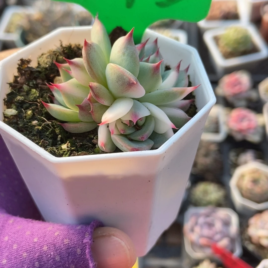 1645吉娃娃锦多肉植物