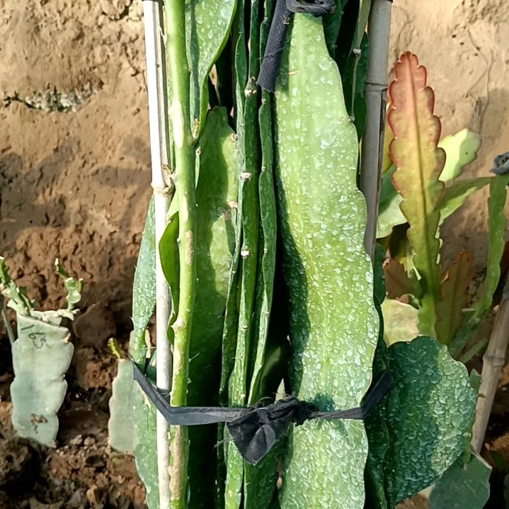 杨*令箭何花玫红