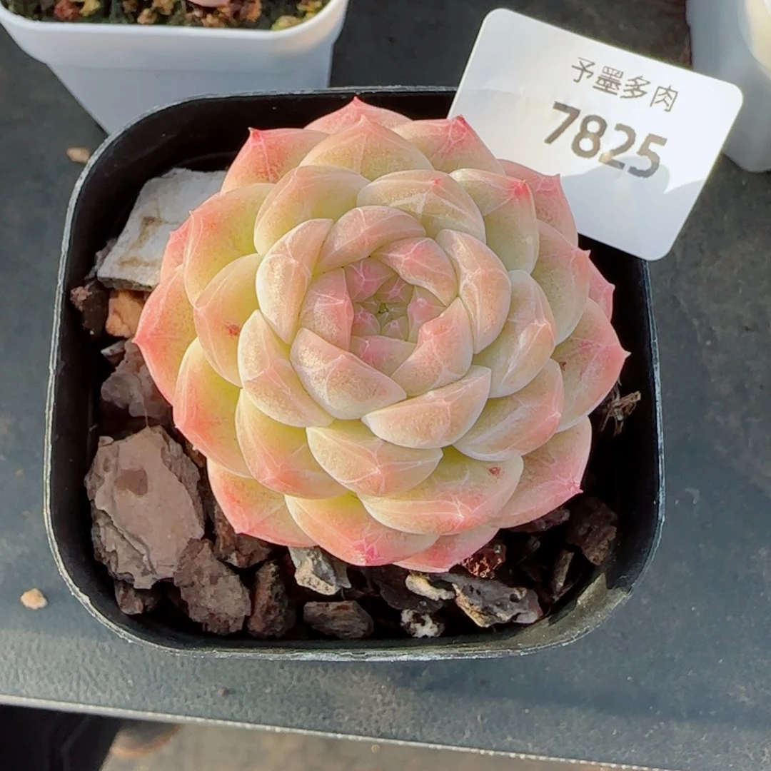 白桃，7825多肉植物