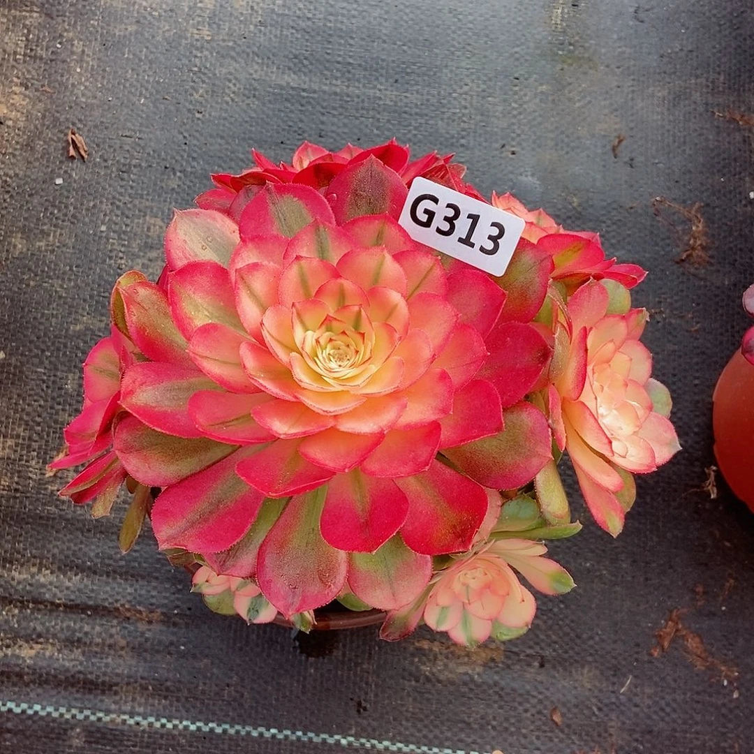 红陶蓝*漫313荔枝3冠服17