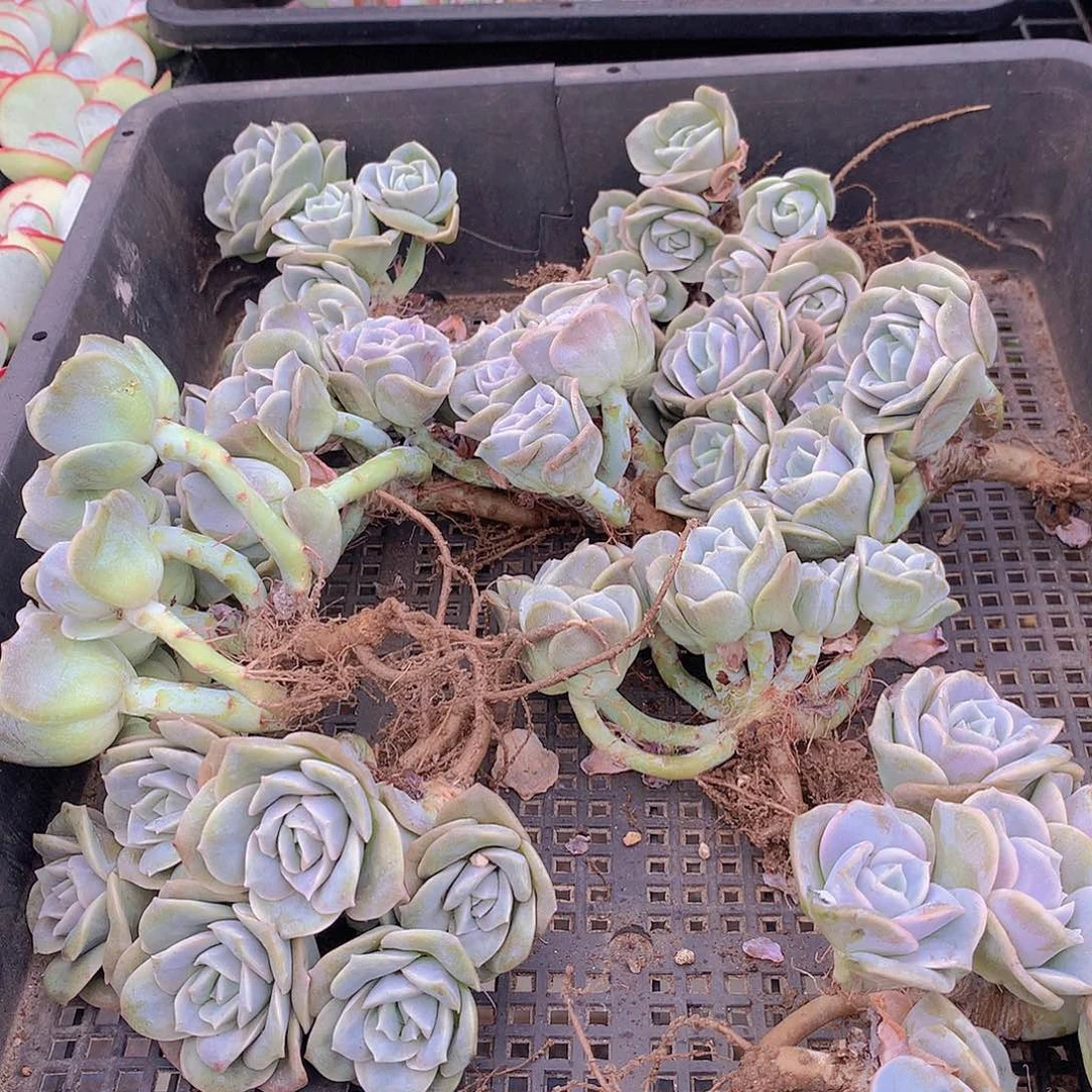 可爱玫瑰群467789990000