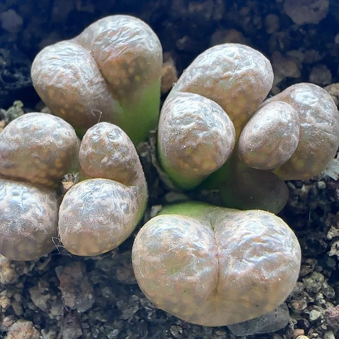 开播福利来啦44449