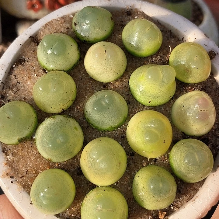 28504大拉登一颗样本