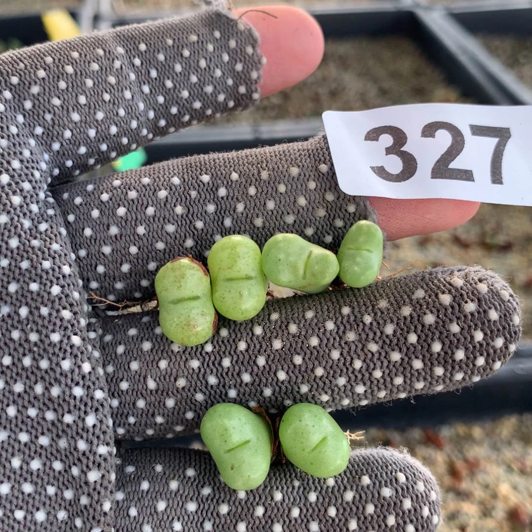 夏**阳327母本母本母本