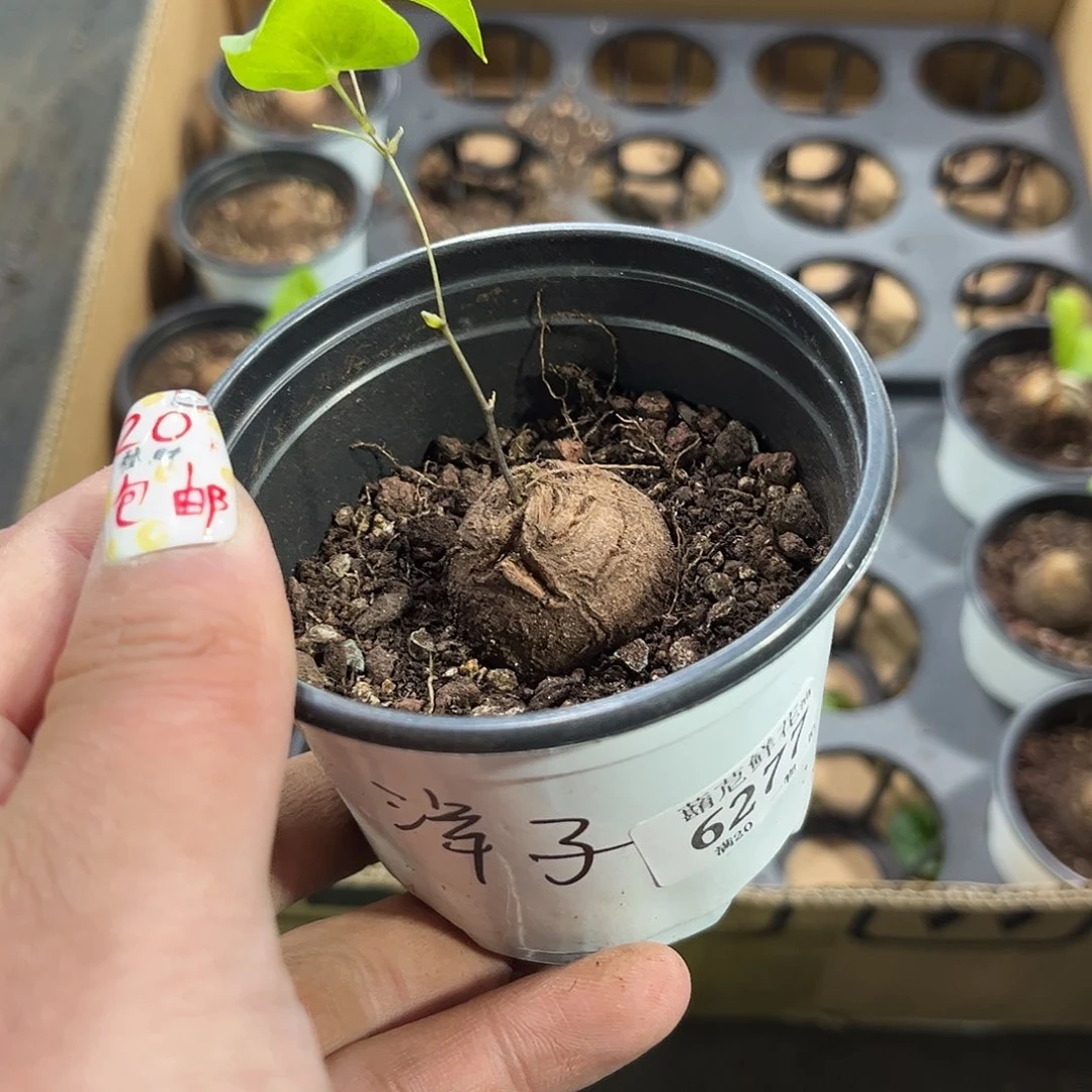 洋*6277一物一拍单头发货