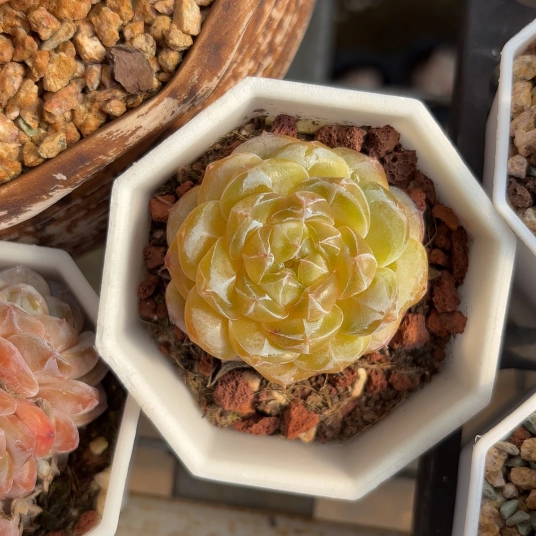 暗纹糖心一物一拍