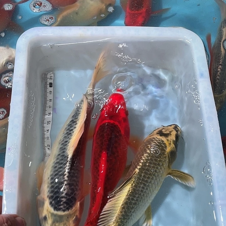 蝴蝶鲤渔场直发93