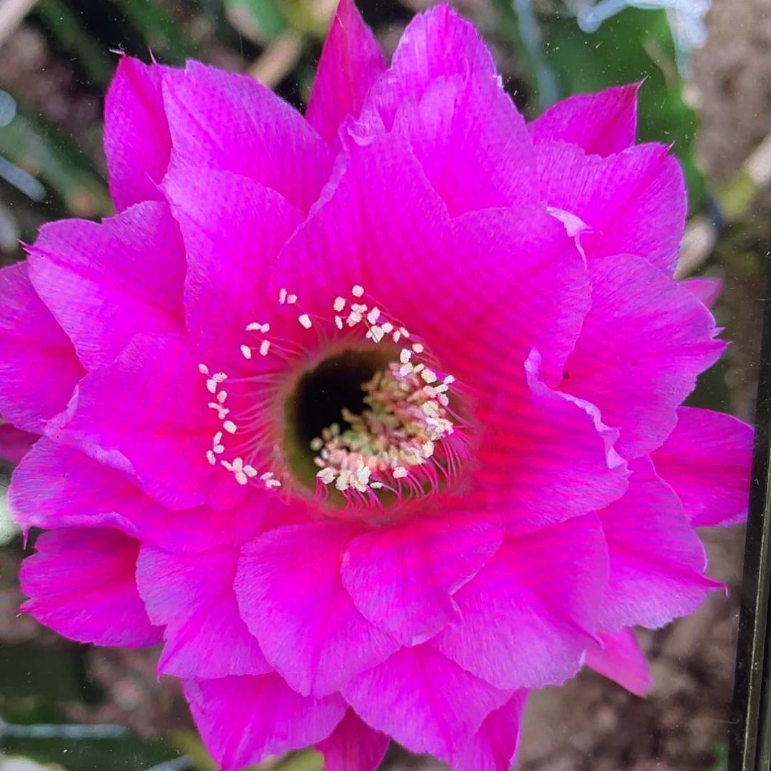 嫣然侧芽歪6公分以上满18包邮