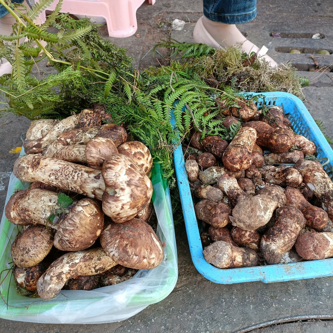 凡科农业  云南野生松茸不区分大小统货