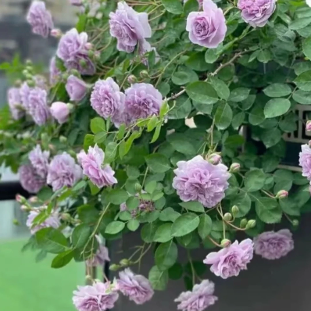 蓝色阴雨藤本月季花苗浓香阳台爬藤玫瑰四季多花蔷薇盆栽