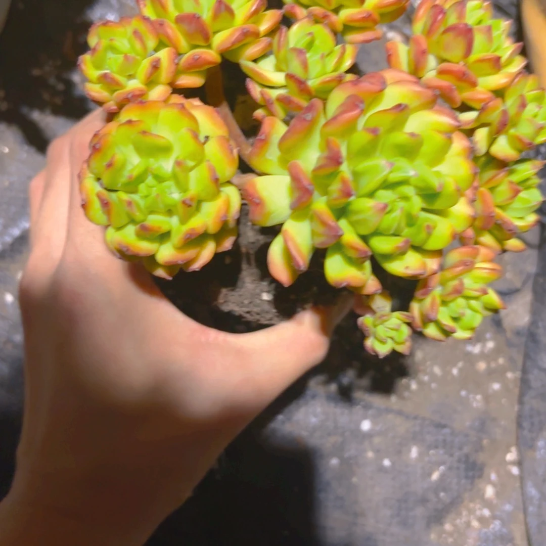 用***3小灯笼新疆包邮新疆包邮