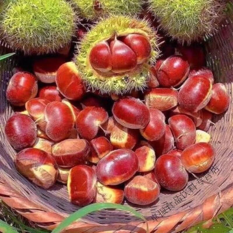 秦岭精选优质生板栗2斤装散货秦岭生板栗