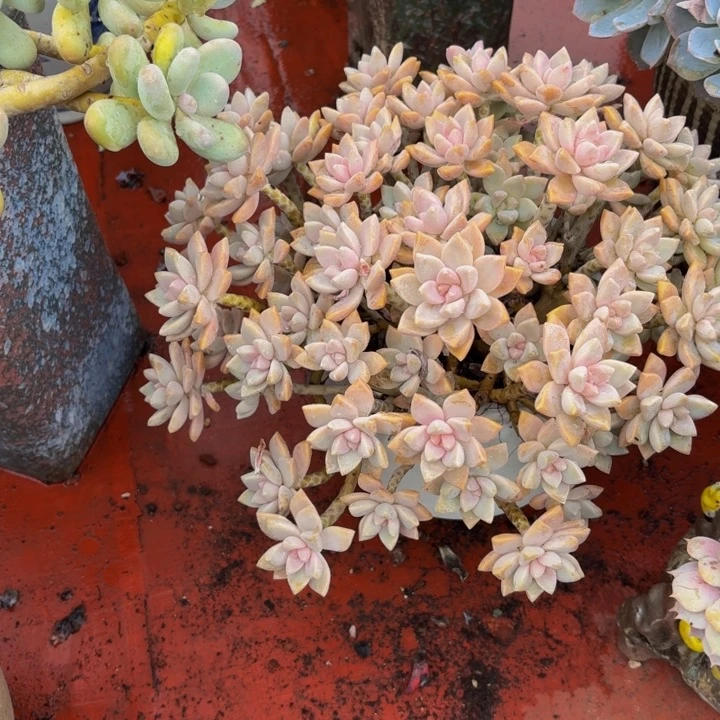 冬***阳老桩精品肉肉淡雪缀