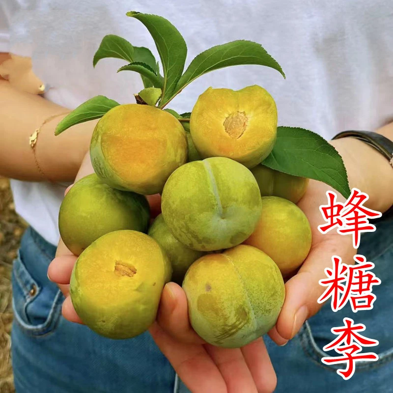 嫁接李子树苗蜂糖李子苗盆栽地栽特大果树苗南方北方种植当年结果