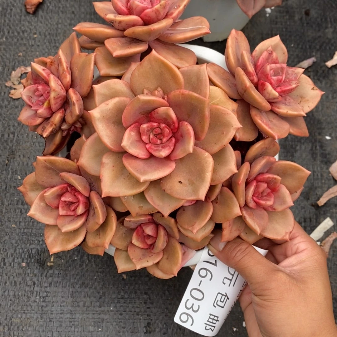 l**y夏悦多肉0616-36琉璃盏