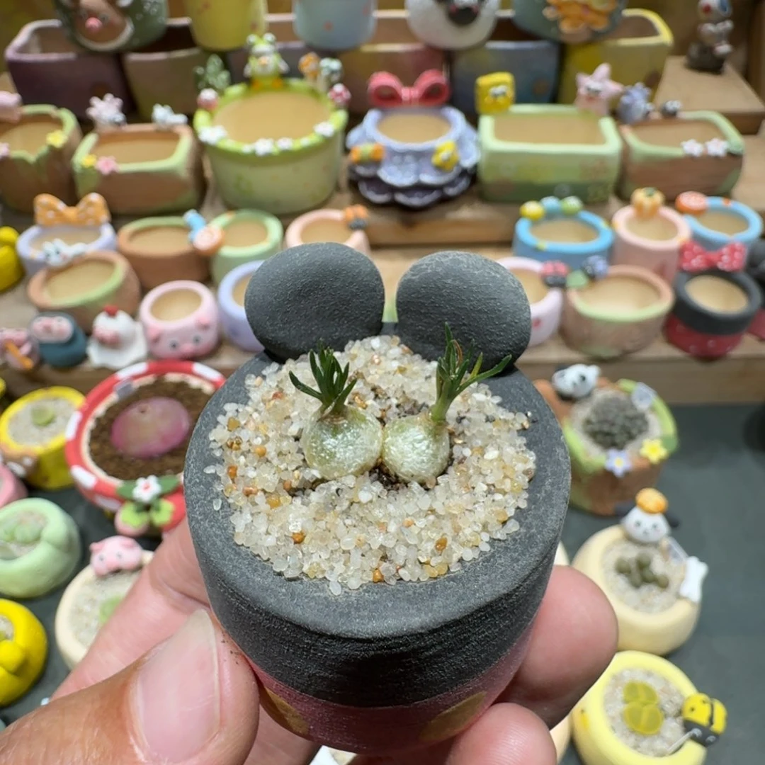 喵***9蘑菇1046小海葱多肉植物