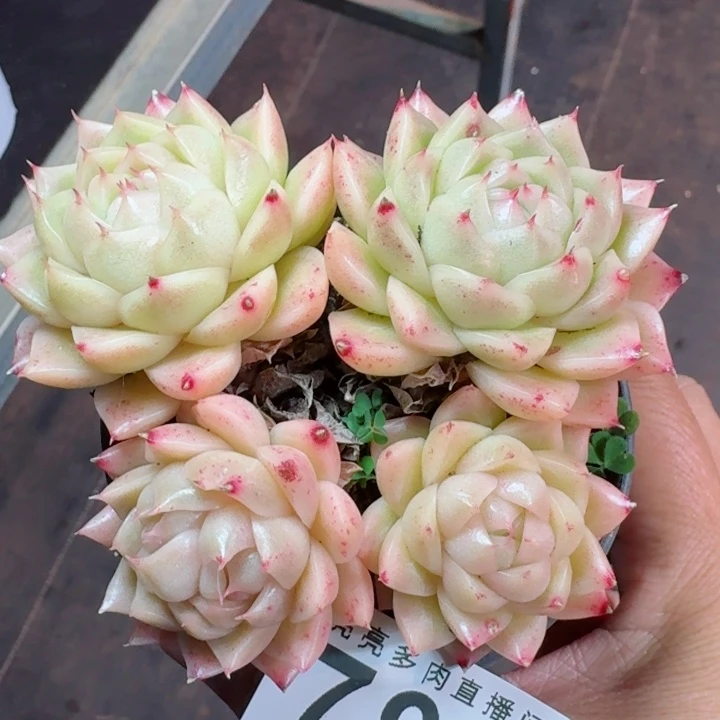 麦秆群生         精控精养多肉植物