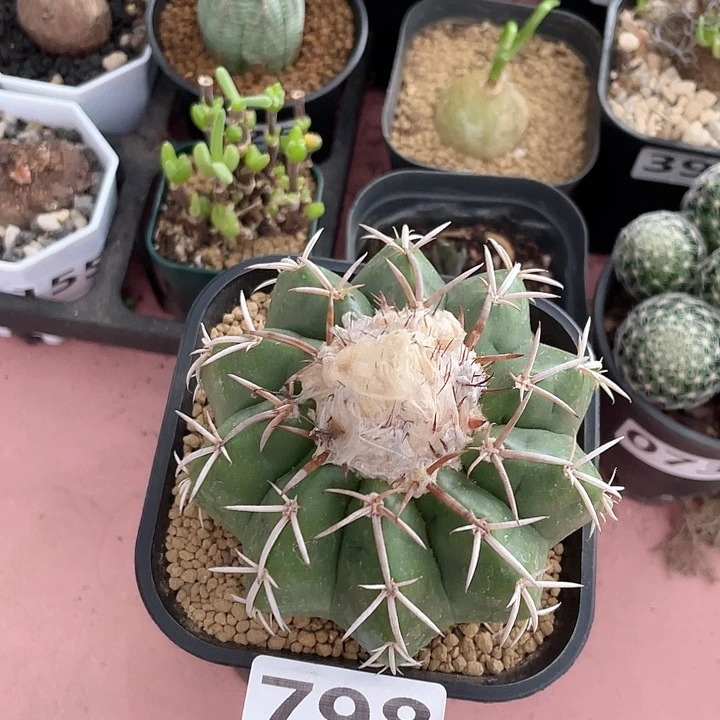 798实生铃木圆盘玉