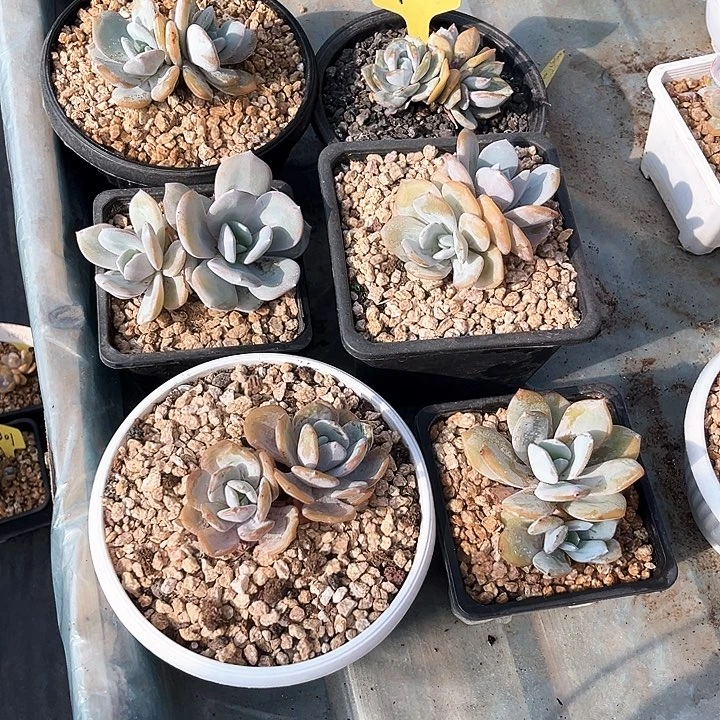 奶茶6号码牌子的话题了解