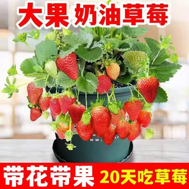四季奶油草莓苗盆草莓栽秧苗四季易活阳台南北方种植耐寒植物