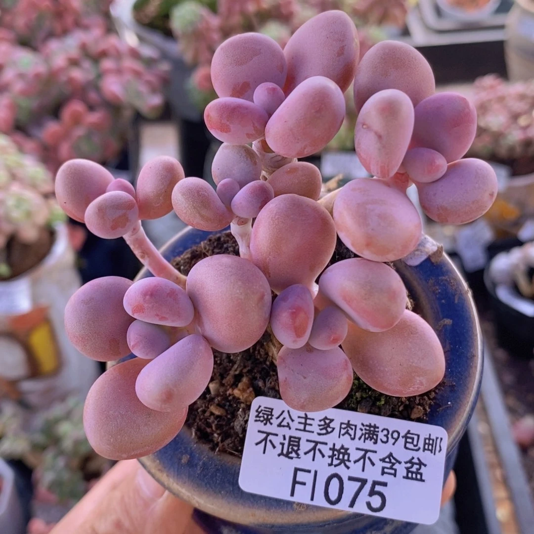 大*霞腰子桃蛋6cm1075多肉植物
