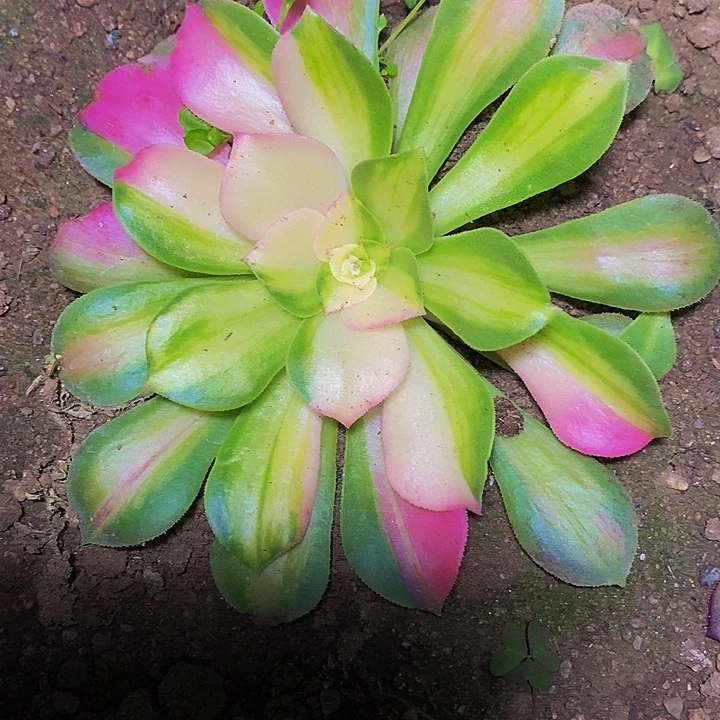 多肉植物保护研究所