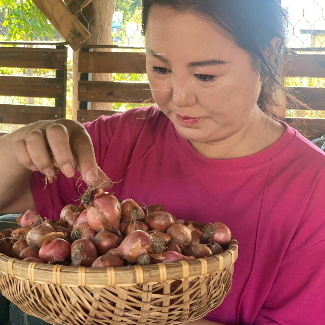 2025年小菜园笨毛葱  真毛葱农家毛葱头