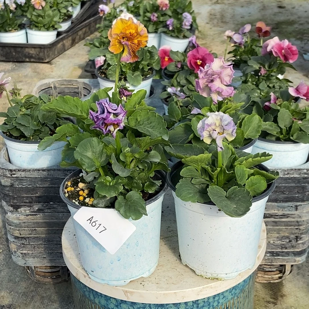 大部分花苞少量开放617