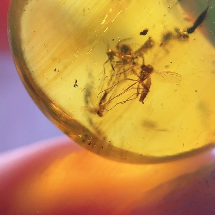 琥珀裸石未镶嵌？