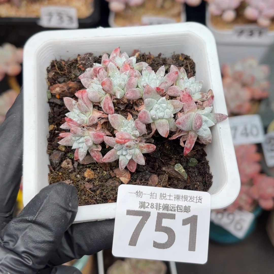 白菊整桩无盆土发货