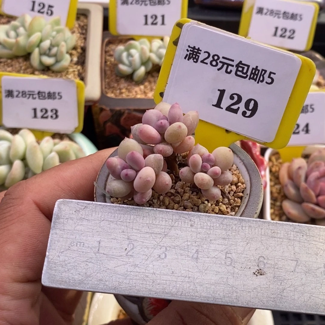 5129苹果奶酪3头丸叶