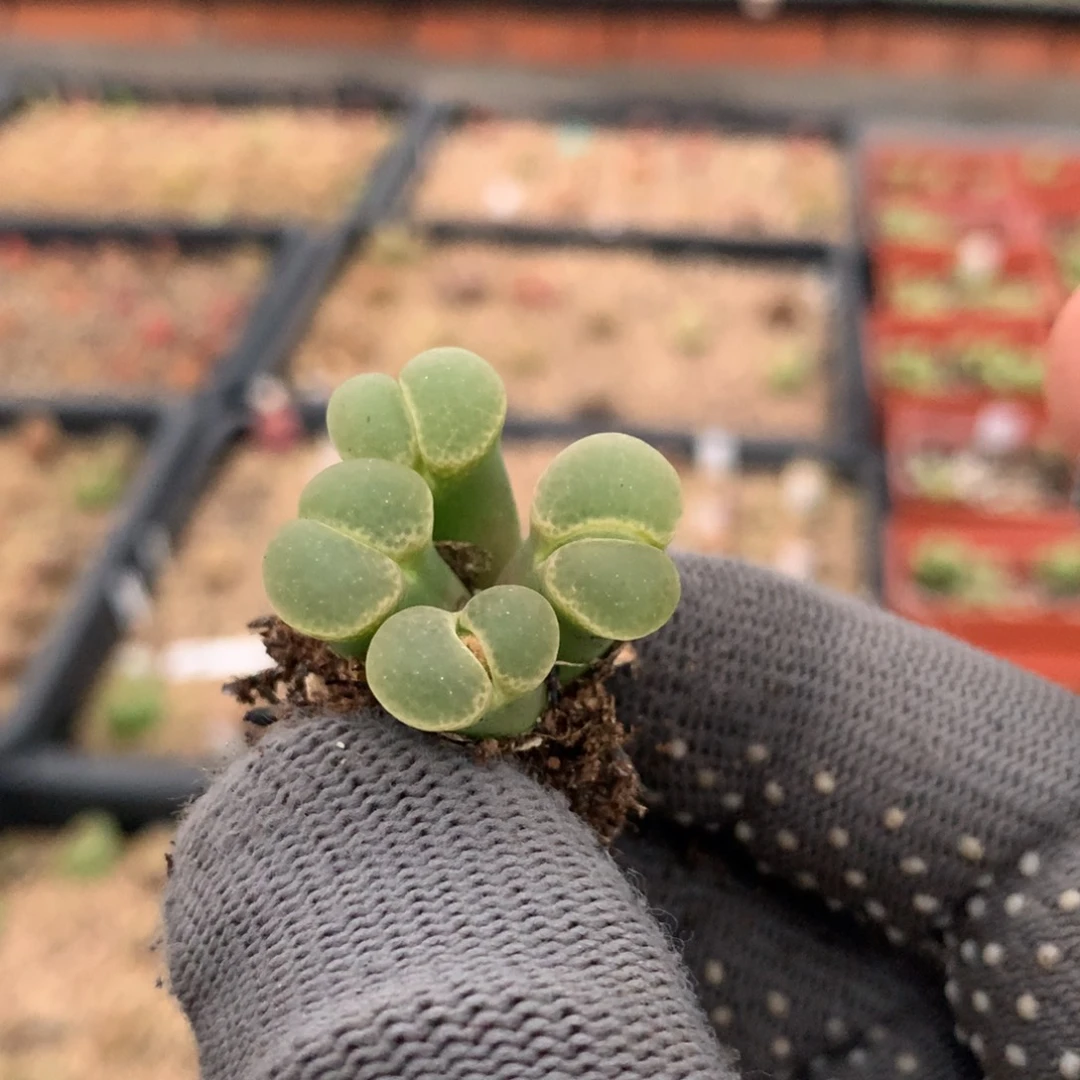 423粉樱风铃母本