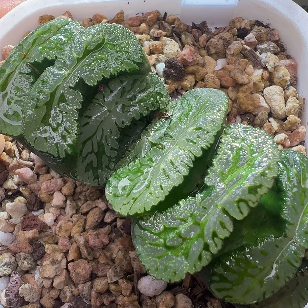 130号绿岛母本玉扇