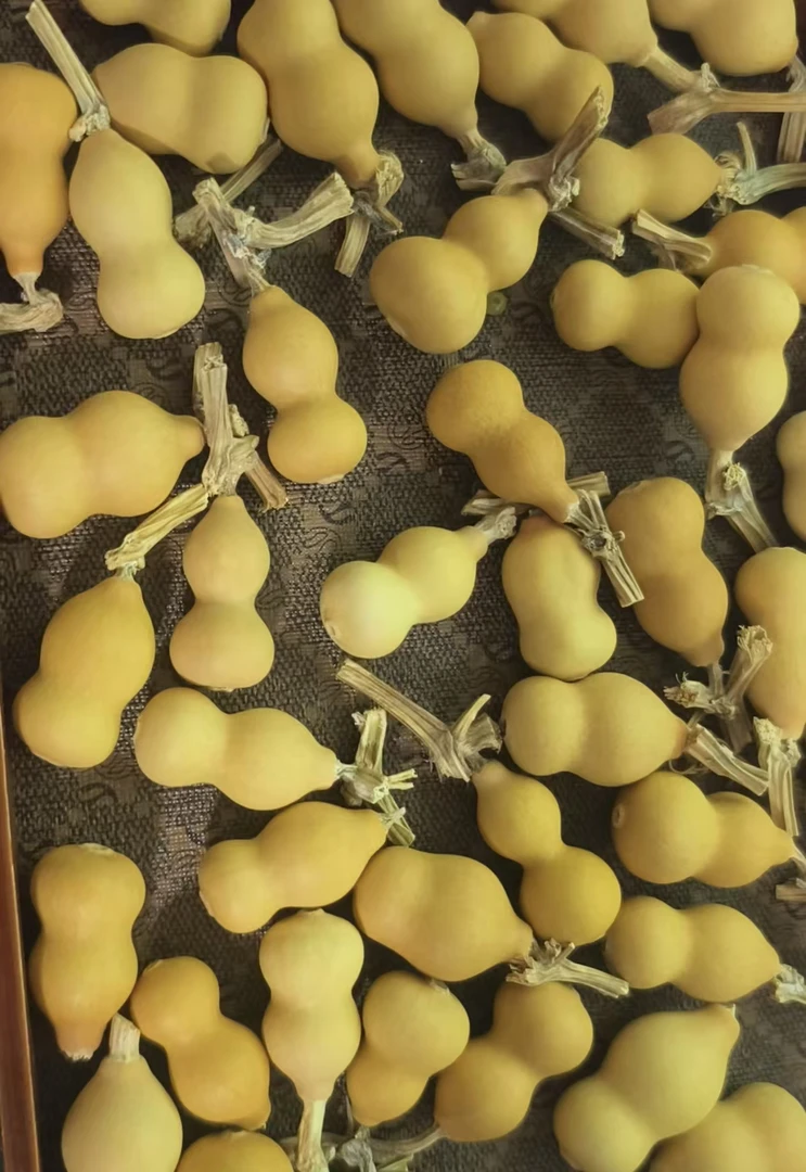 精品小美葫芦一个