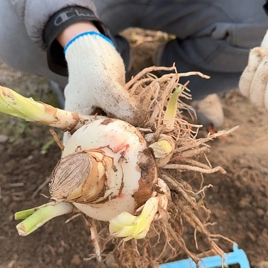 糖果小姐1号籽播苗  8～8.5+5开花可能变异 开花无售后