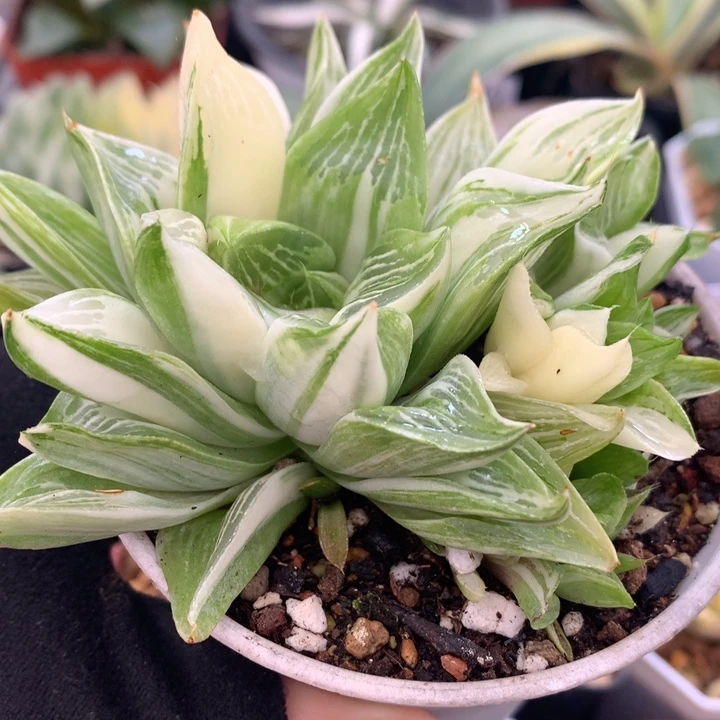 宝草锦，带盆土发货