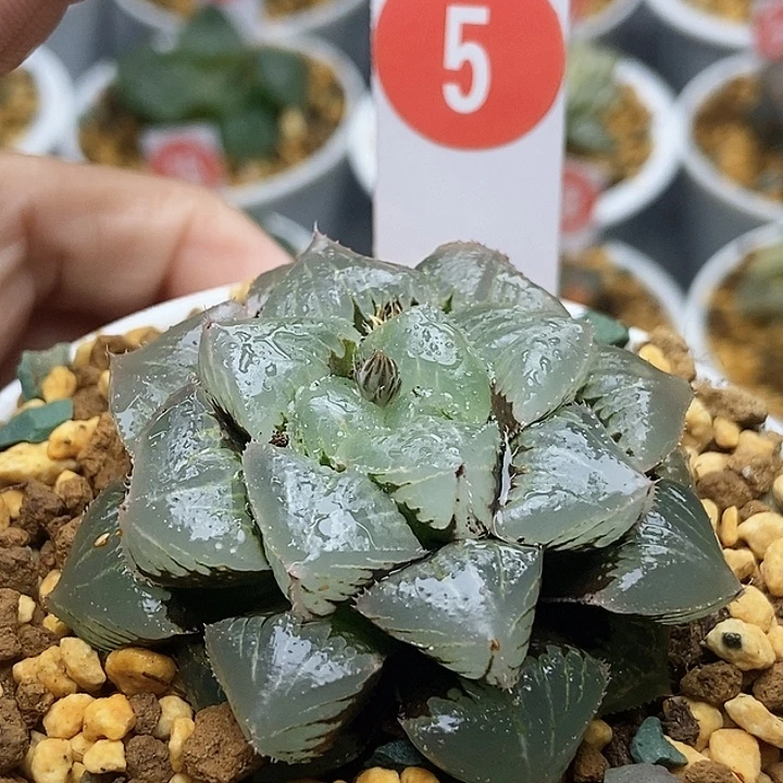 糯玉露511111111111