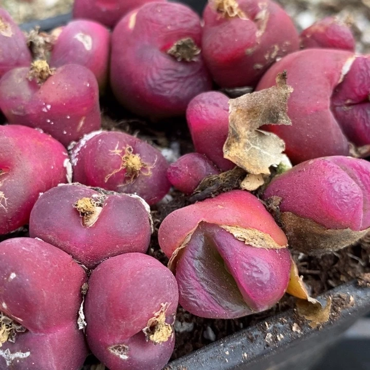 31152有伤一组一组