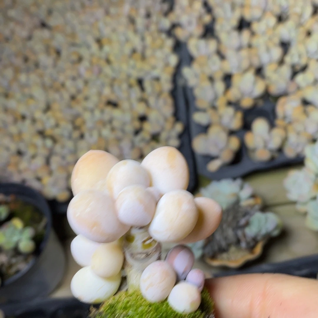 用***7多肉植物的生长发育和生长