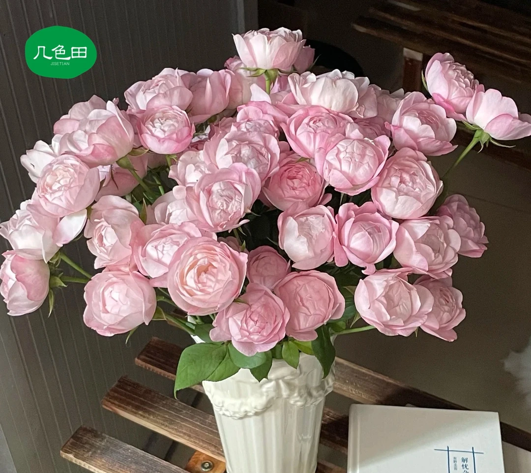 草莓杏仁饼----稀有多头玫瑰云南直发鲜花云南花插花鲜花