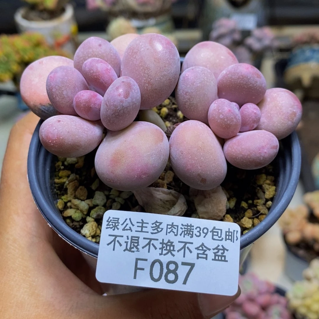 087蛋黄奶多肉7cm