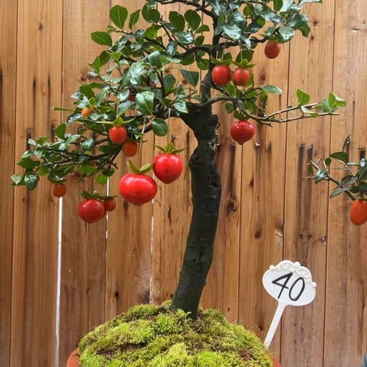 无花朵金弹子盆景一物一拍