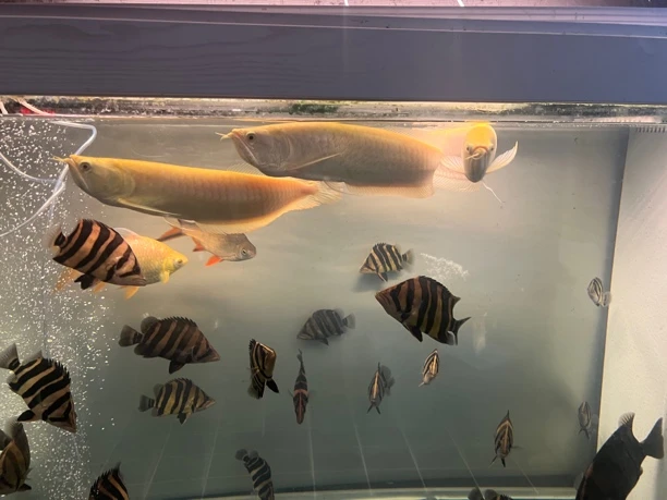 鲨鱼嘴黄化银龙、永不兜嘴的黄化